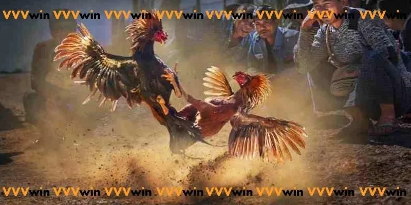 Trực tiếp đá gà c1